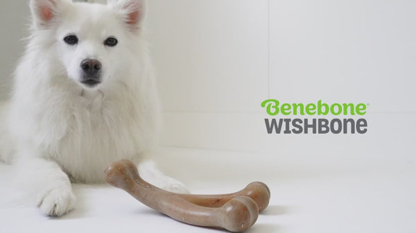Benebone Bacon Flavored Dental Chew Toy for Dog | For Aggressive Chewers