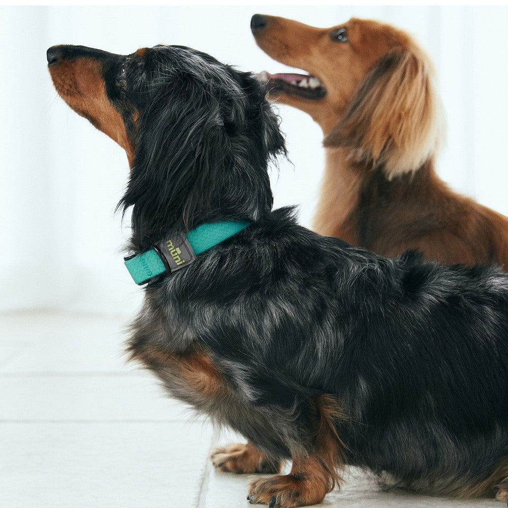 Water-Block Collar Mint